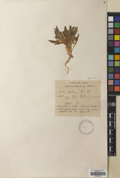 Viola pusilla [Espécimen: ]