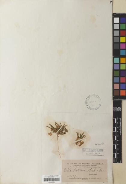 Viola pusilla [Espécimen: ]