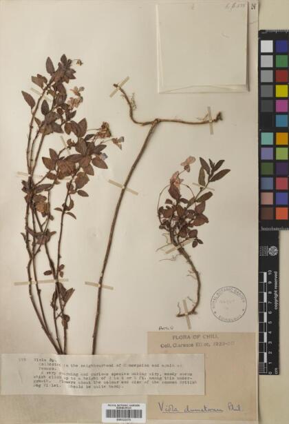 Viola capillaris [Espécimen: ]