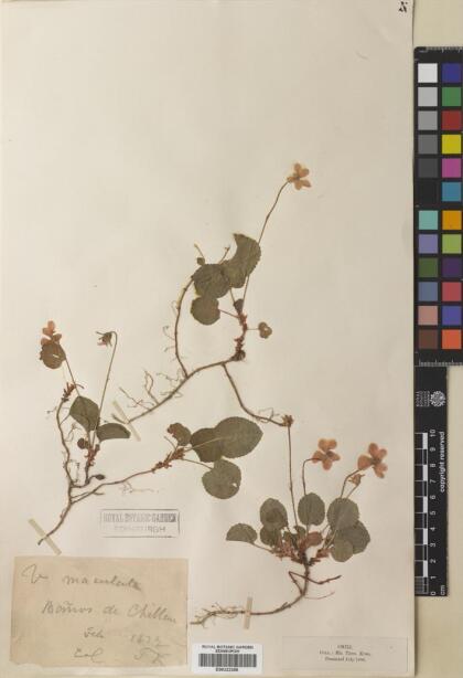 Viola maculata var. maculata [Espécimen: ]