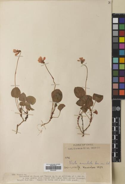 Viola maculata var. maculata [Espécimen: ]