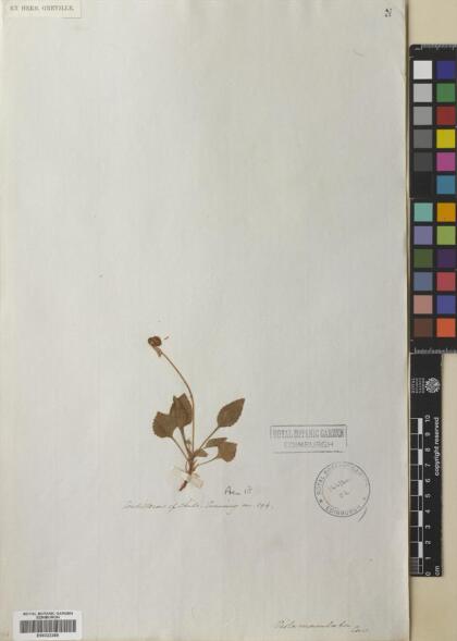 Viola maculata var. microphyllos [Espécimen: ]
