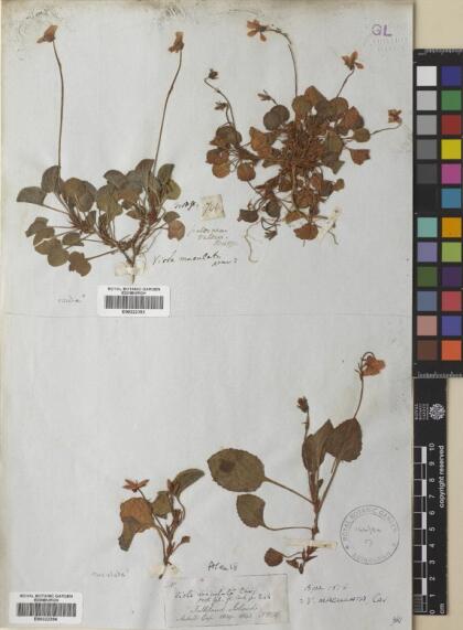 Viola maculata [Espécimen: ]
