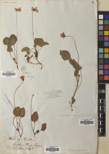 Viola maculata var. maculata [Espécimen: ]