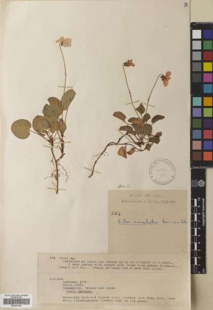 Viola maculata var. maculata [Espécimen: ]