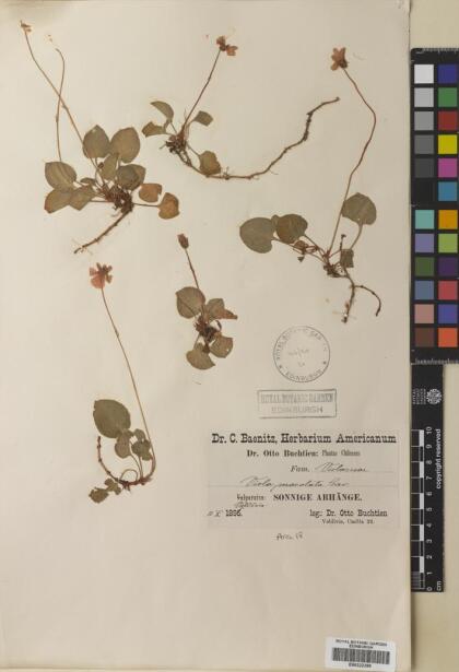 Viola maculata var. maculata [Espécimen: ]