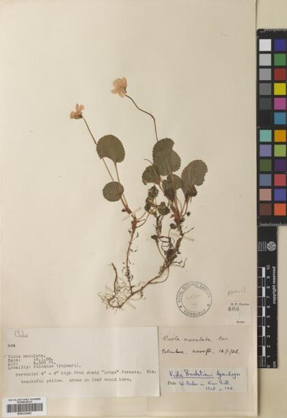 Viola maculata var. maculata [Espécimen: ]