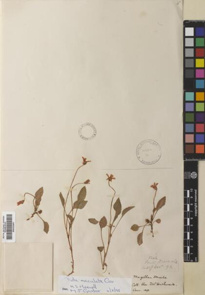 Viola maculata var. microphyllos [Espécimen: ]
