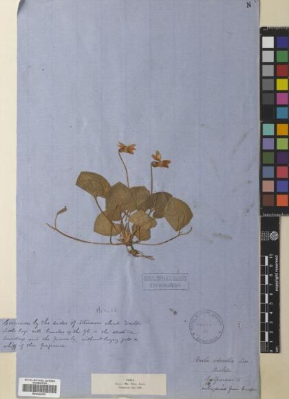 Viola odorata [Espécimen: ]