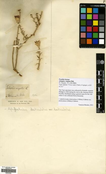 Aphyllocladus denticulatus var. denticulatus [Espécimen: ]
