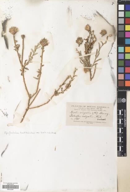 Aphyllocladus denticulatus var. denticulatus [Espécimen: ]
