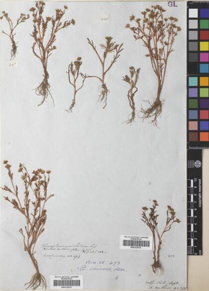 Blennosperma chilense [Espécimen: ]