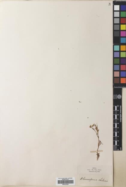 Blennosperma chilense [Espécimen: ]
