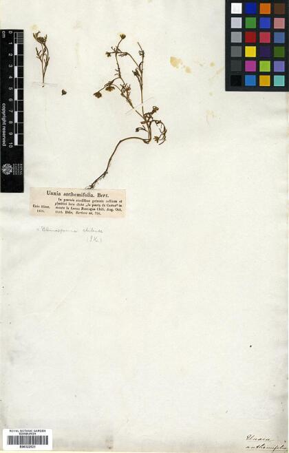 Blennosperma chilense [Espécimen: ]
