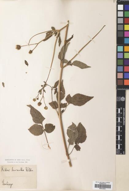 Bidens pilosa [Espécimen: ]