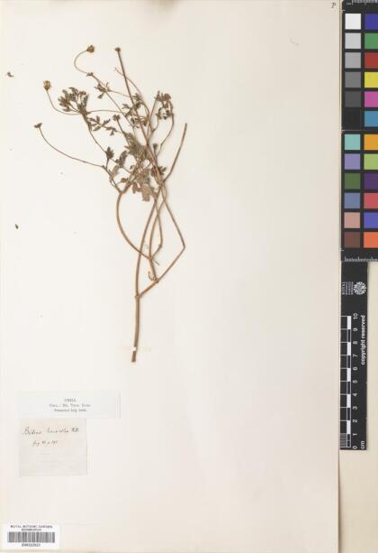 Bidens pilosa [Espécimen: ]