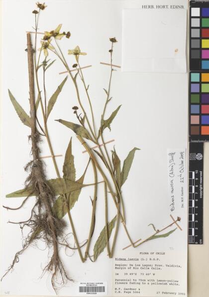 Bidens aurea [Espécimen: ]