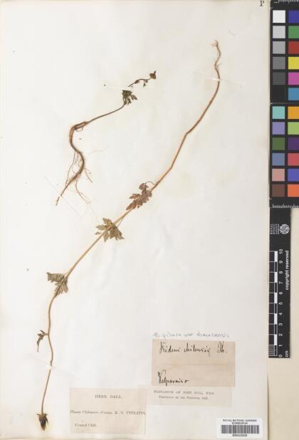 Bidens pilosa [Espécimen: ]