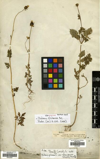 Bidens pilosa [Espécimen: ]