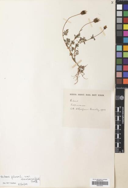 Bidens pilosa [Espécimen: ]