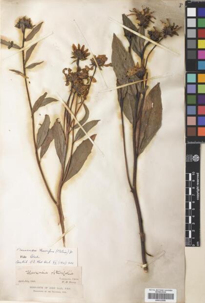 Austroflourensia thurifera [Espécimen: ]