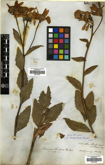 Austroflourensia thurifera [Espécimen: ]