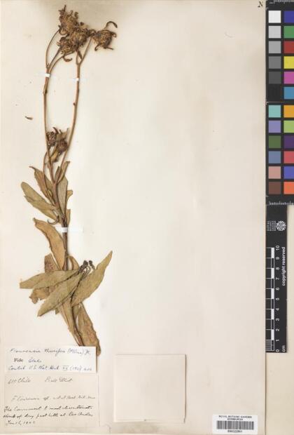 Austroflourensia thurifera [Espécimen: ]