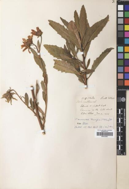 Austroflourensia thurifera [Espécimen: ]