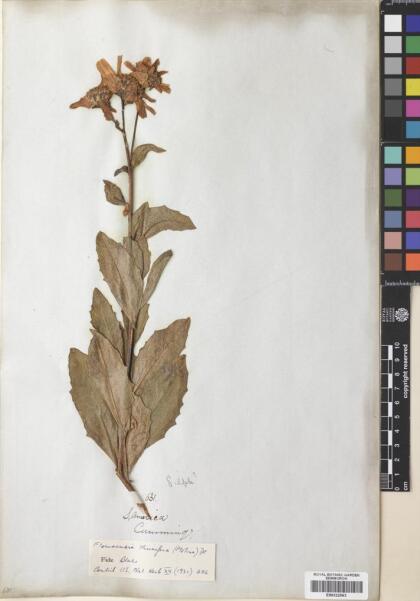 Austroflourensia thurifera [Espécimen: ]
