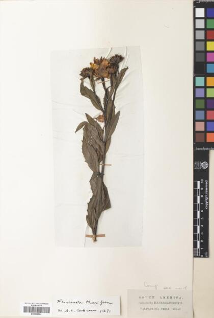Austroflourensia thurifera [Espécimen: ]
