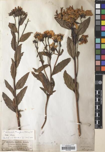 Austroflourensia thurifera [Espécimen: ]