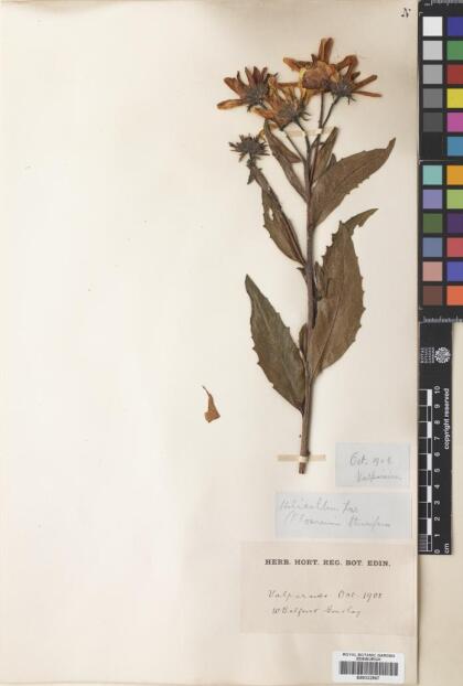 Austroflourensia thurifera [Espécimen: ]