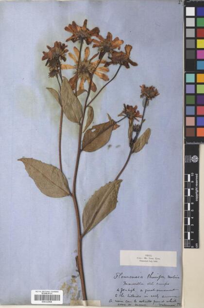 Austroflourensia thurifera [Espécimen: ]