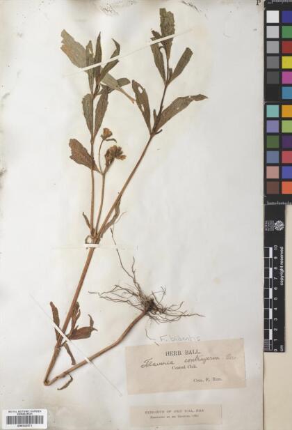 Flaveria bidentis [Espécimen: ]