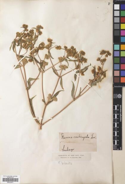 Flaveria bidentis [Espécimen: ]