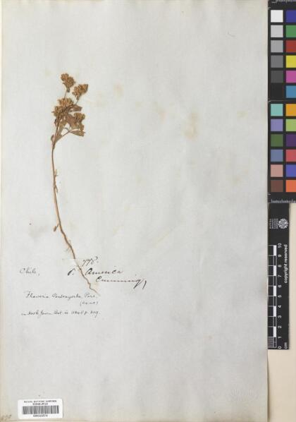 Flaveria bidentis [Espécimen: ]