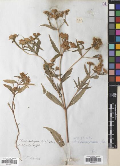 Flaveria bidentis [Espécimen: ]