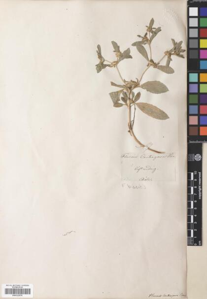 Flaveria bidentis [Espécimen: ]