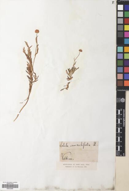 Cotula coronopifolia [Espécimen: ]