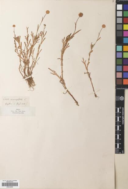 Cotula coronopifolia [Espécimen: ]