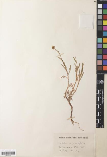 Cotula coronopifolia [Espécimen: ]
