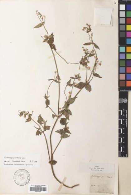 Galinsoga parviflora [Espécimen: ]