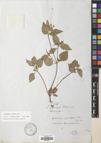 Galinsoga parviflora [Espécimen: ]