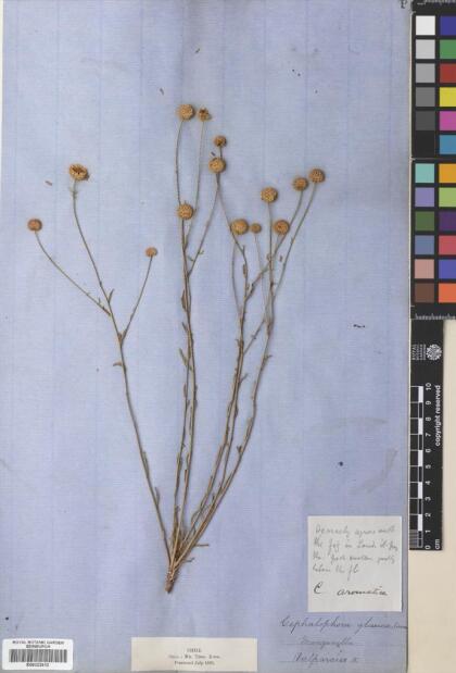 Helenium glaucum [Espécimen: ]