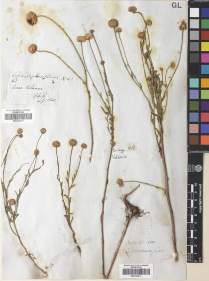 Helenium glaucum [Espécimen: ]