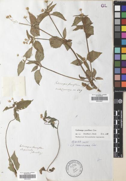 Galinsoga parviflora [Espécimen: ]