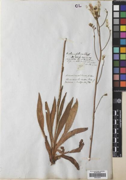 Hieracium chilense [Espécimen: ]