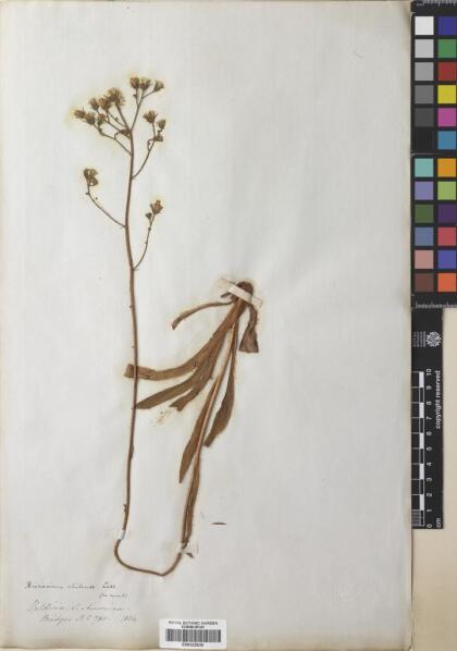 Hieracium chilense [Espécimen: ]