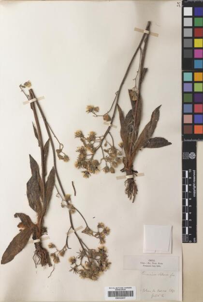 Hieracium chilense [Espécimen: ]