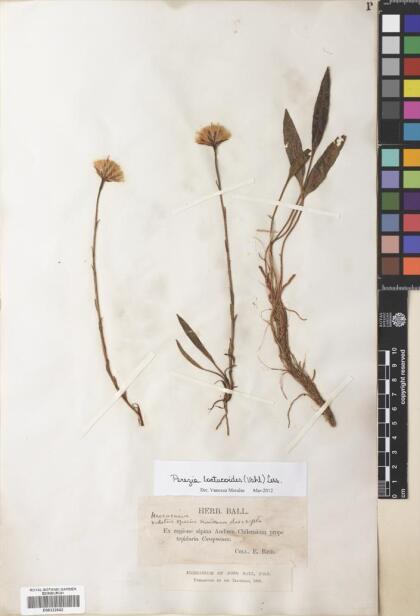 Perezia lactucoides [Espécimen: ]